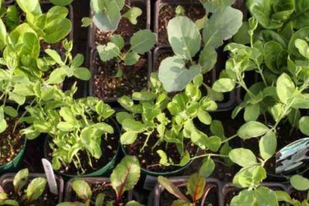 Cold Frame Plans for the Garden Image